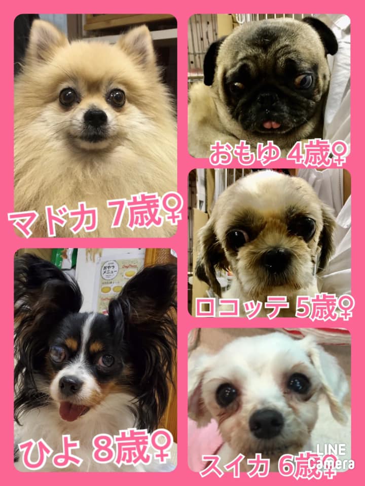 🐾今日の里親様募集中ワンコ🐶メンバーです🐾2020,9,6